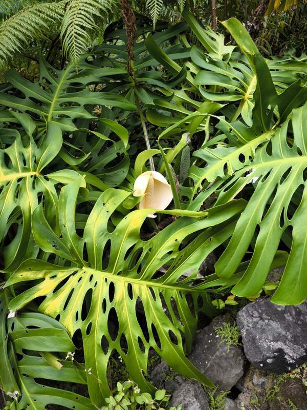 Aventure en buggy La Réunion